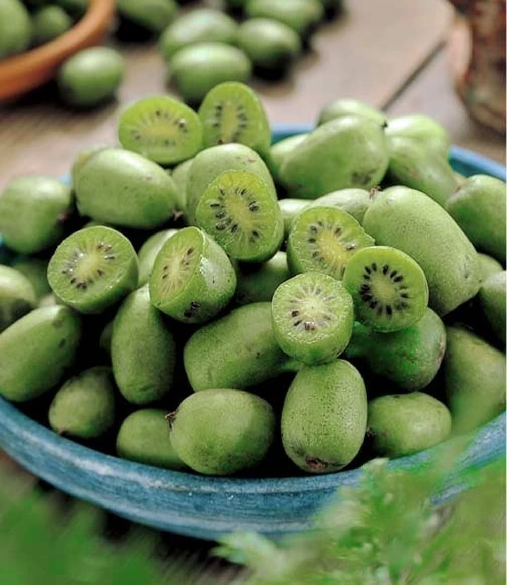 BALDUR Garten Obstpflanze DUO-Kiwi-Turm-Kollektion, 3 St., Strahlengriffel, ertragreich,winterhart, mehrjährig – Bild 2 von 3
