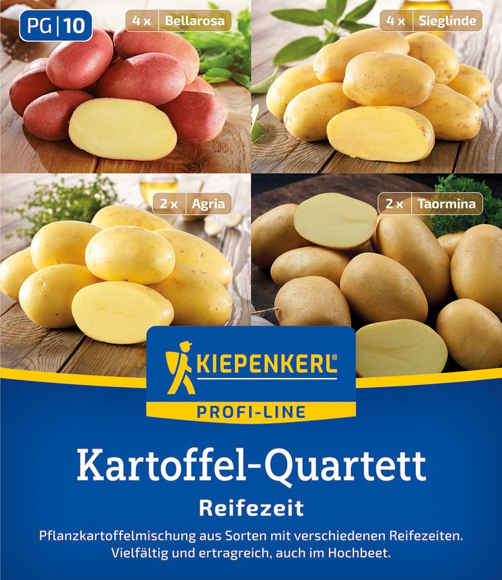BALDUR Garten Gemüsepflanze Pflanzkartoffel Quartett 'Reifezeit', 12 St., Pflanzkartoffeln, essbar, pflegeleicht