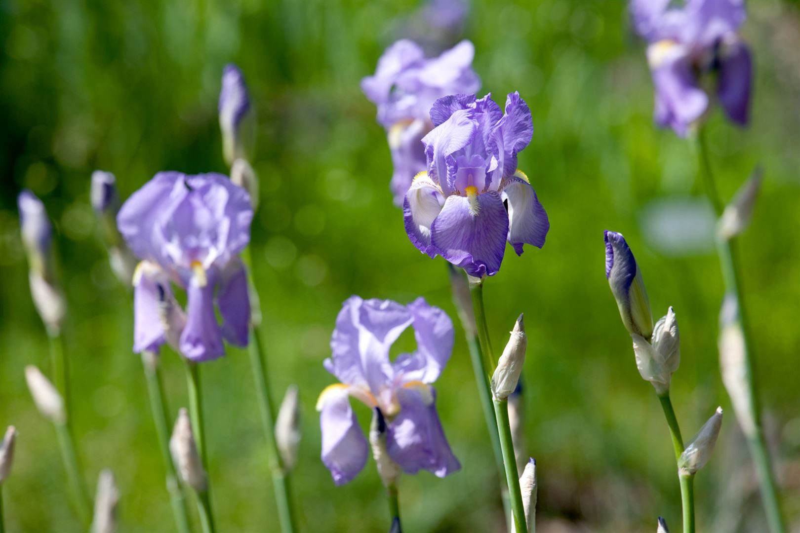 Pflanzen für Dich Staude Iris pallida dalmatica, 1 St., Dalmatinische Schwertlilie, Dalmatiner Schwertlilie