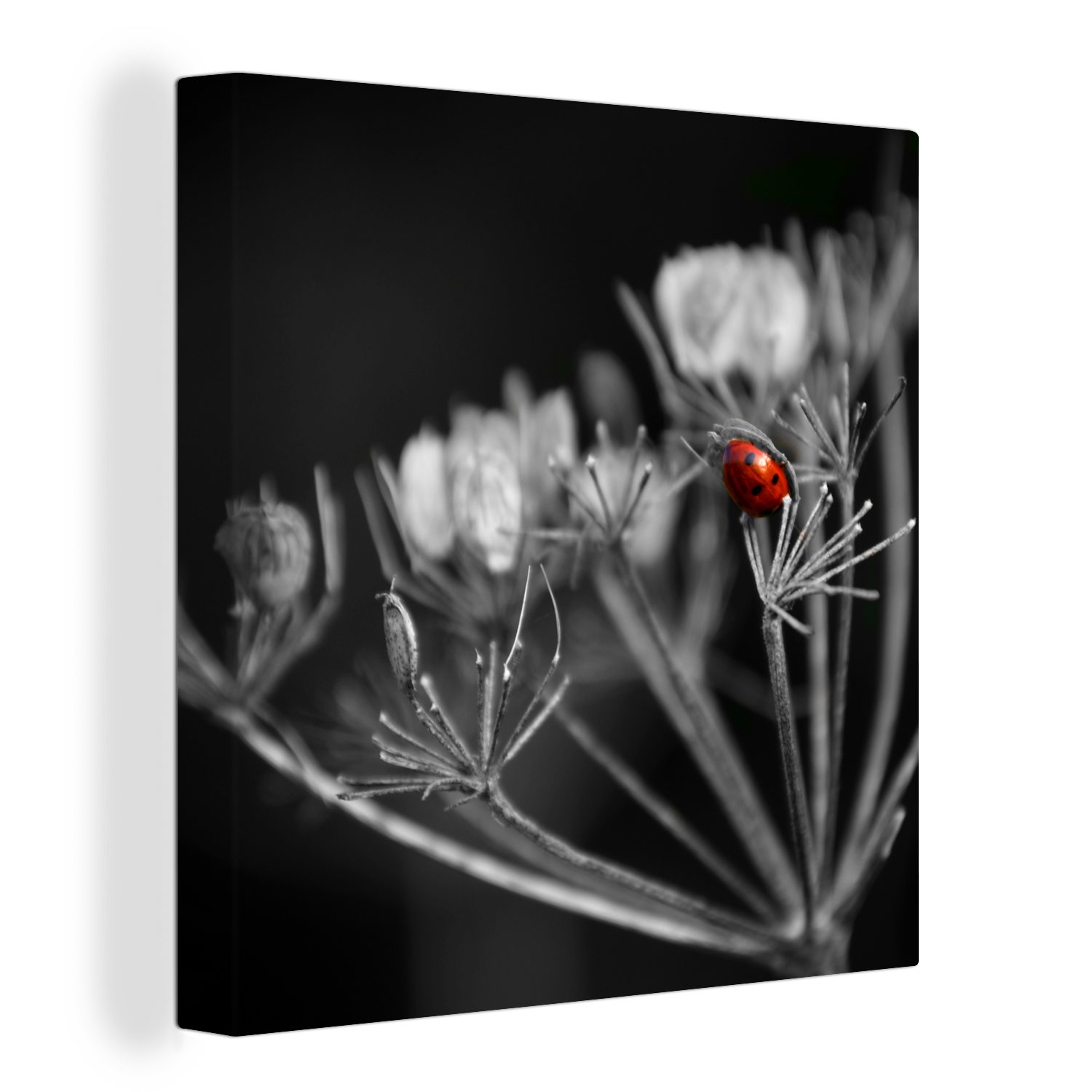 OneMillionCanvasses® Leinwandbild Schwarz-Weiß-Foto eines roten Marienkäfers auf einer Pflanze, (1 St), Leinwand Bilder für Wohnzimmer Schlafzimmer