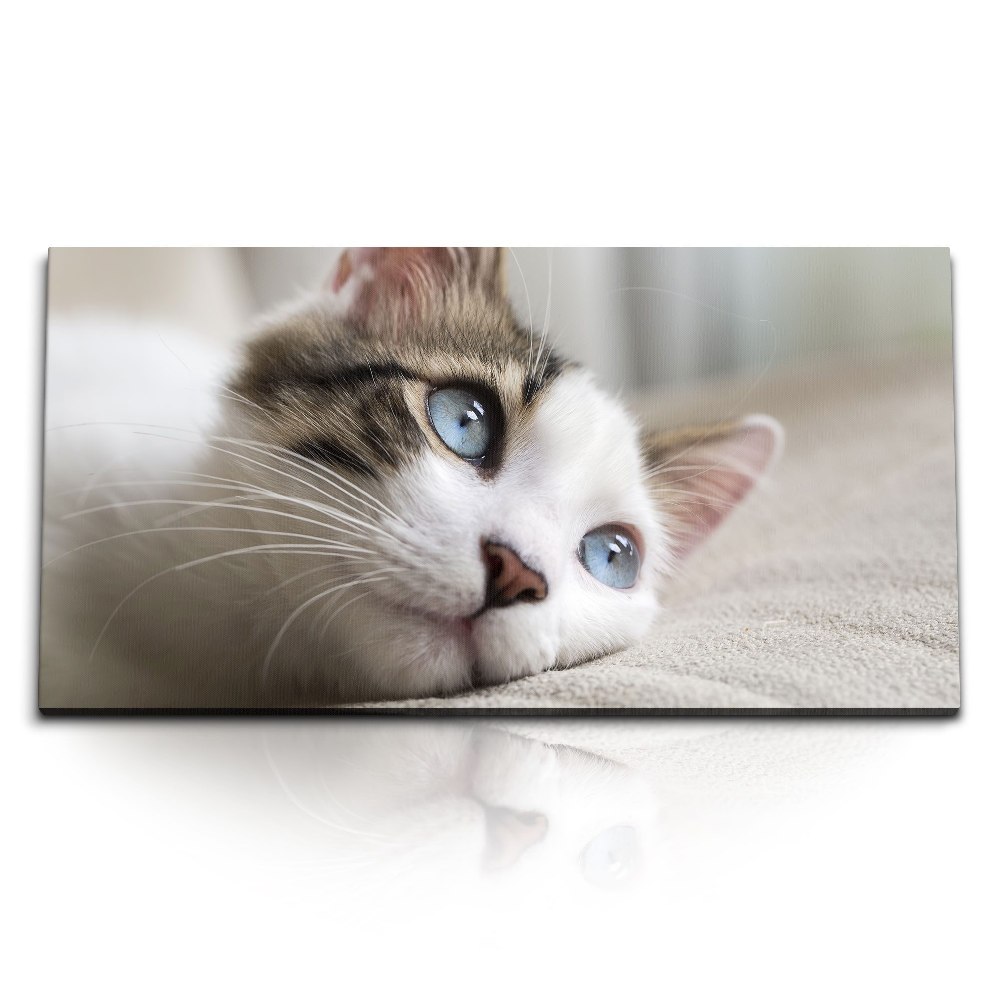 Leinwandbild Kunstdruck Bilder 120x60cm Kleine Katze Kater Hauskatze blaue Katzenau