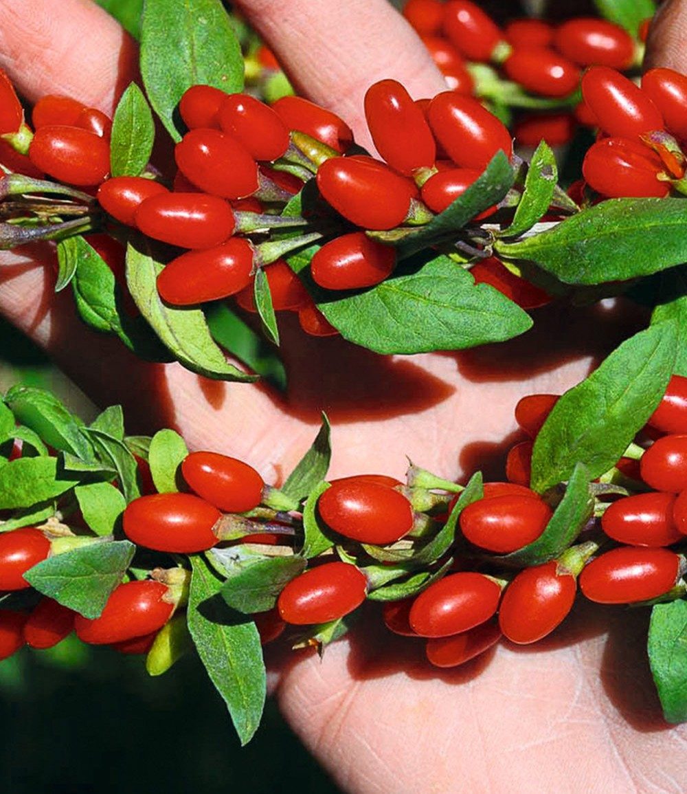 BALDUR Garten Obstpflanze Goji 'Sweet Lifeberry®', 1 St., Süß, ertragreich, winterhart, mehrjährig, pflegeleicht