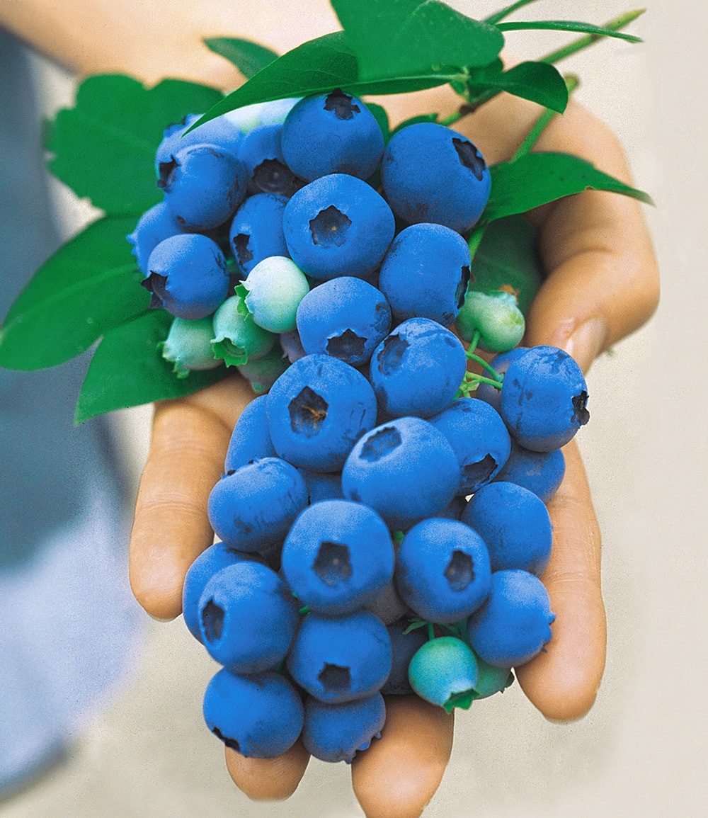 BALDUR Garten Obstpflanze Heidelbeere 'Nui®', 1 St., Selbstbefruchtend,winterhart, pflegeleicht