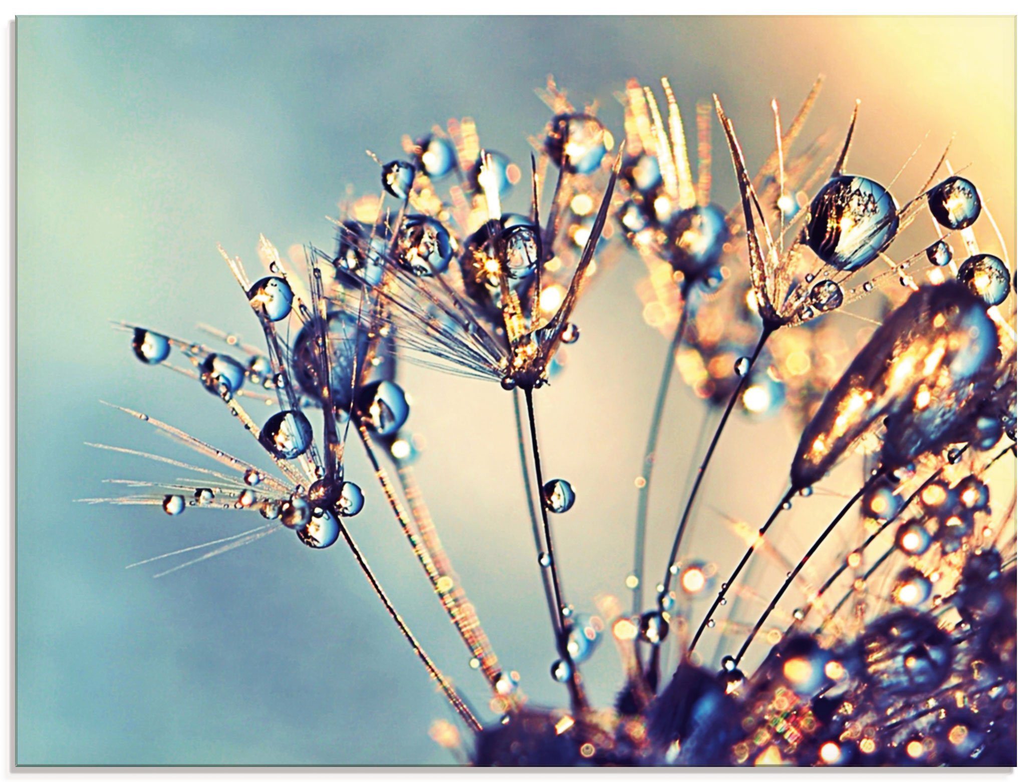 Artland Glasbild Pusteblume Glitzertau, Blumen (1 günstig online kaufen