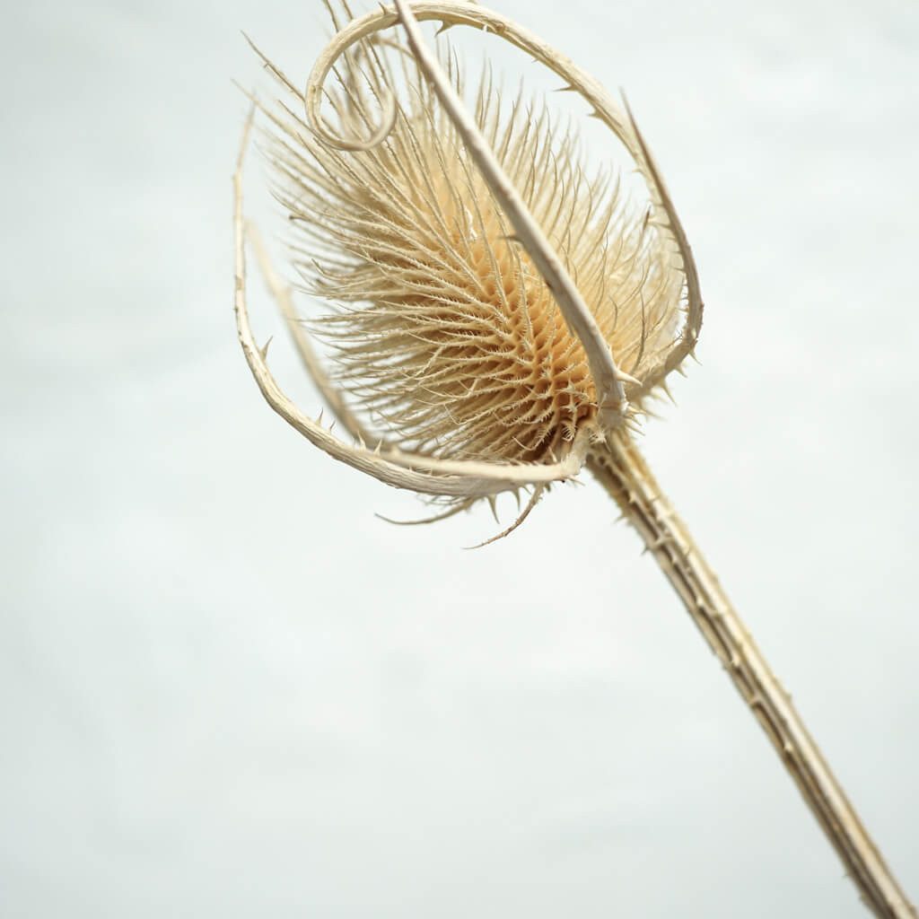 Trockenblume Getrocknete Distel - Cardi Distel, LYKKE & You