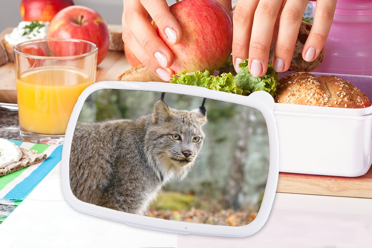 weiß Brotbox Jungs Wald Mädchen Brotdose, - Kunststoff, für (2-tlg), - Luchs Grau, und Lunchbox für Kinder MuchoWow und Erwachsene,