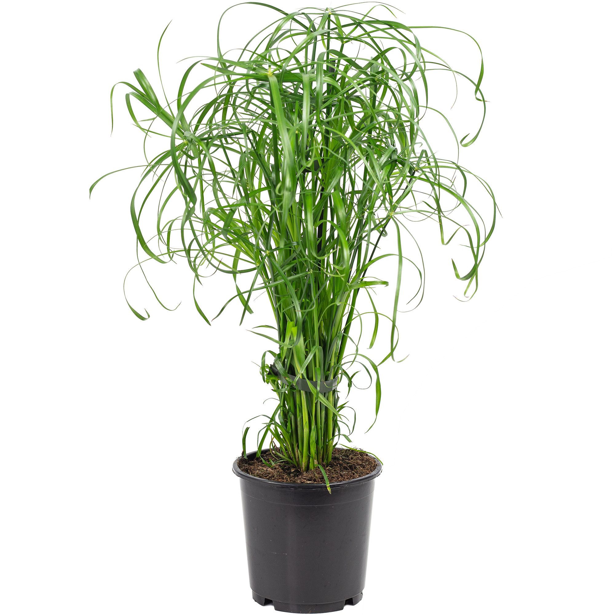 Flowerbox Zimmerpflanze Zyperngras - Cyperus alternifolius, pflegeleicht - Höhe ca. 60 cm, Topf-Ø 14 cm