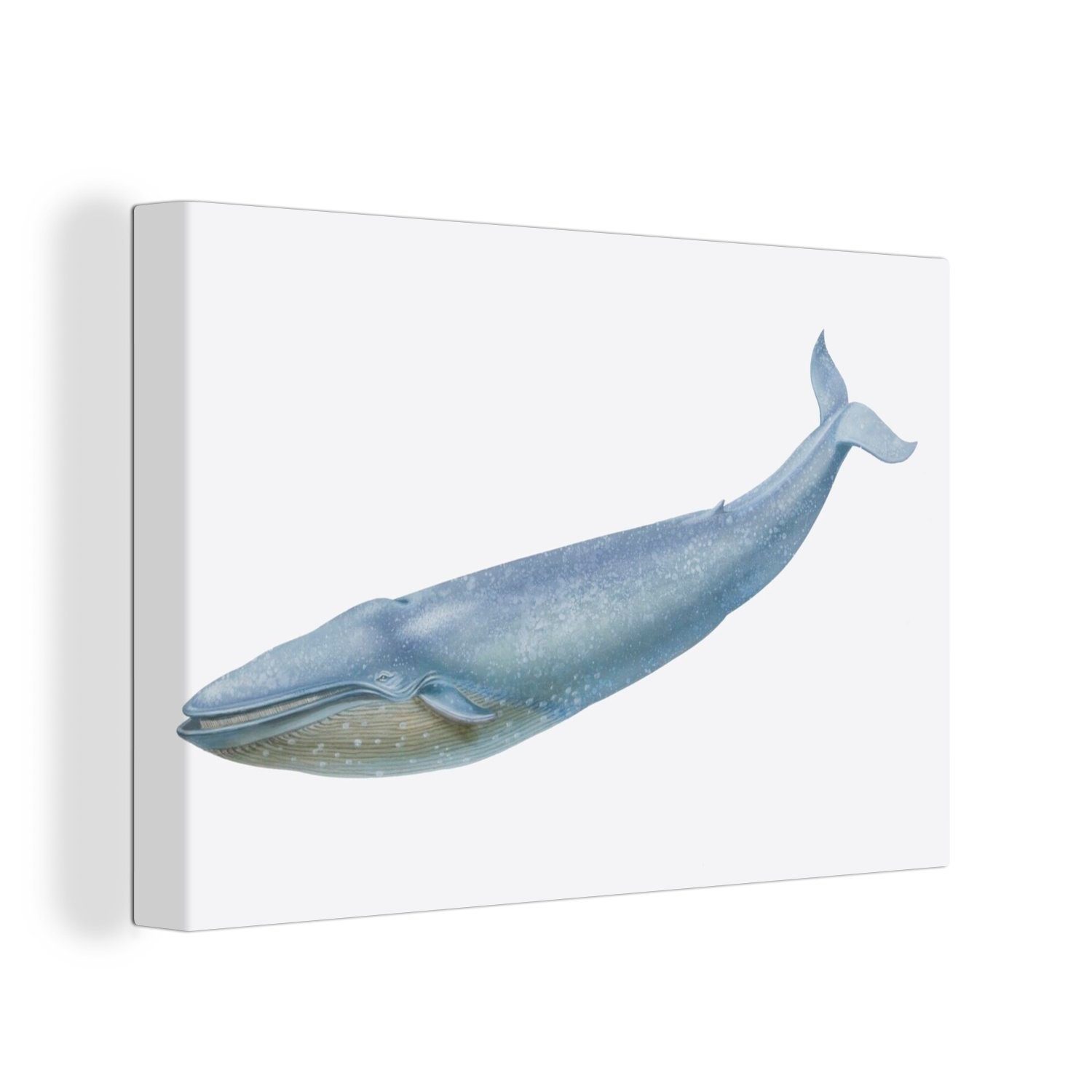 OneMillionCanvasses® Leinwandbild Eine naturgetreue Illustration des Blauwals, (1 St), Wandbild Leinwandbilder, Aufhängefertig, Wanddeko, 30x20 cm
