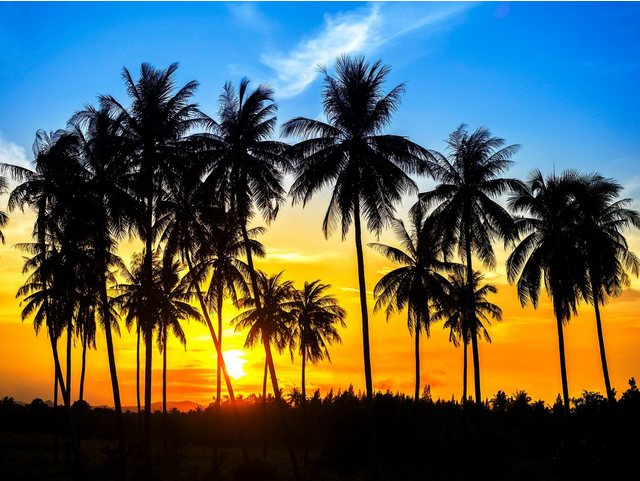Papermoon Fototapete »Coconut Palm Trees«, glatt-Otto
