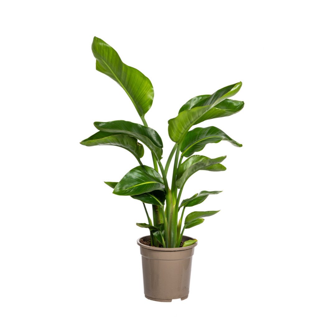 Exotenherz Zimmerpflanze Baum-Strelitzie Strelitzia nicolai Tropische Pflanze ca. 90-110cm hoch