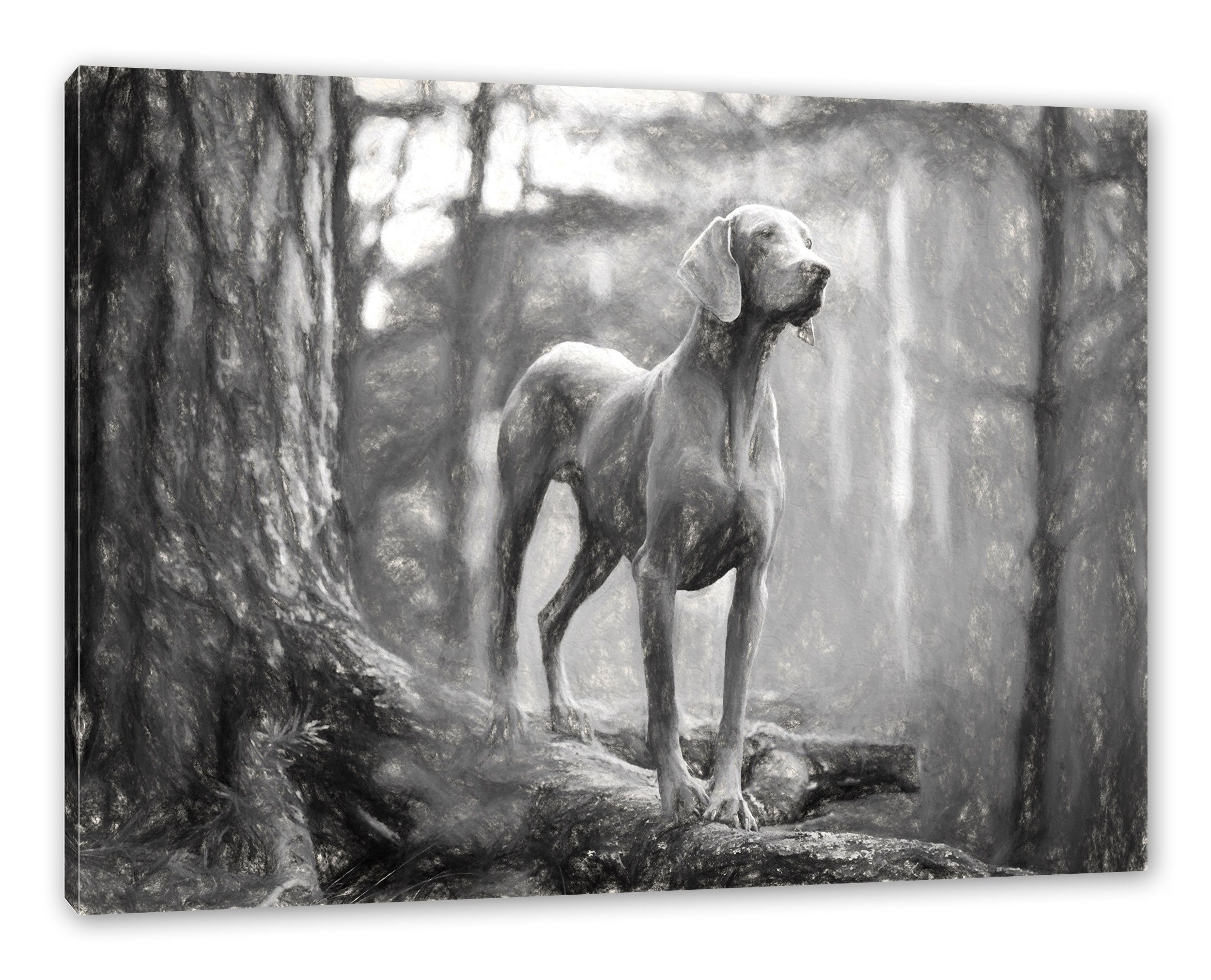 Pixxprint Leinwandbild Hund auf Baumwurzeln, Hund auf Baumwurzeln (1 St), Leinwandbild fertig bespannt, inkl. Zackenaufhänger