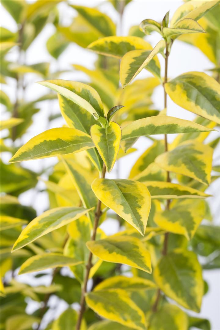 Pflanzen für Dich Gehölze Ligustrum oval. Aureum, 1 St., Goldliguster, Ovalblättriger Liguster