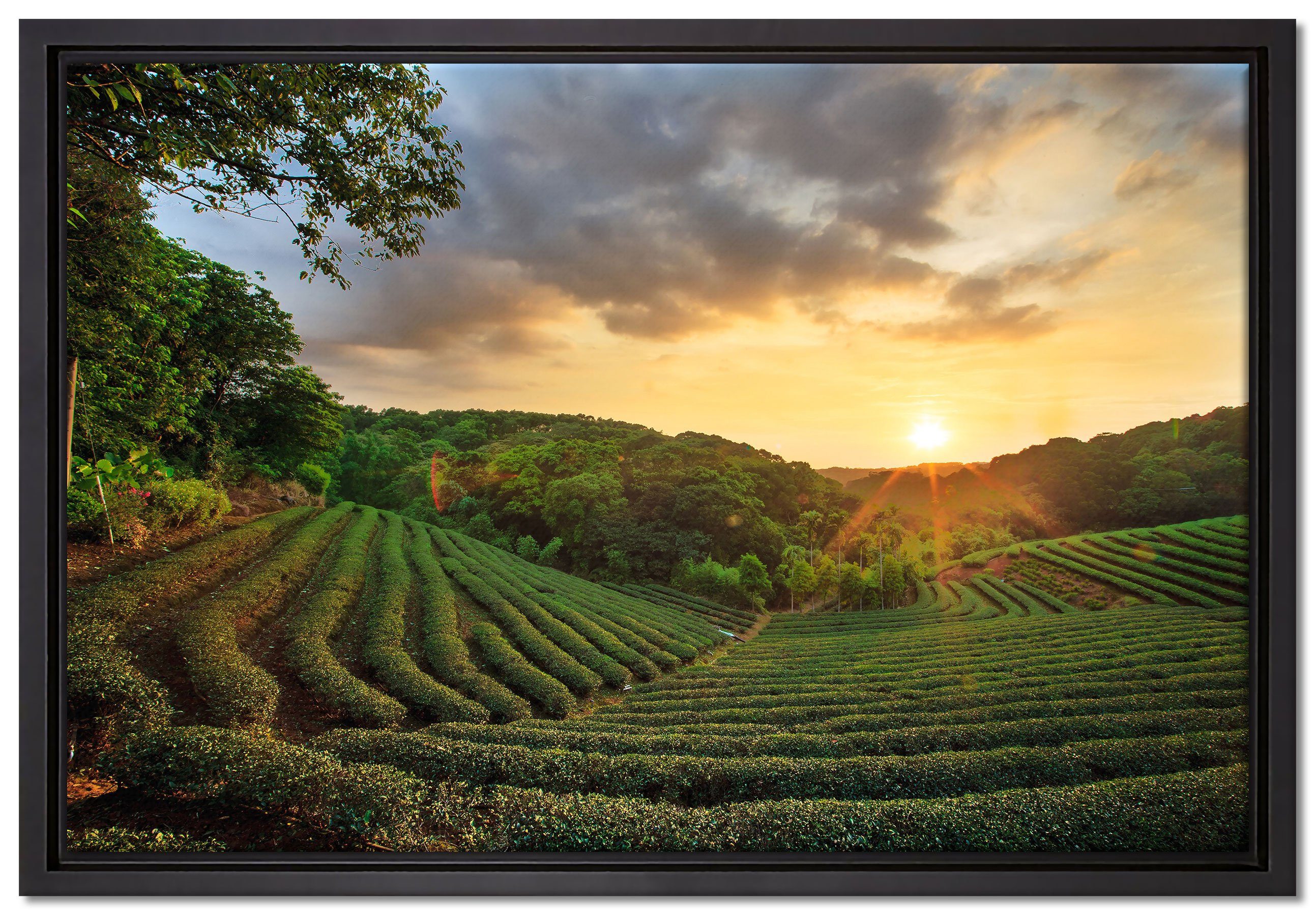 Pixxprint Leinwandbild Teeplantage bei Sonnenuntergang, Wanddekoration (1 St), Leinwandbild fertig bespannt, in einem Schattenfugen-Bilderrahmen gefasst, inkl. Zackenaufhänger