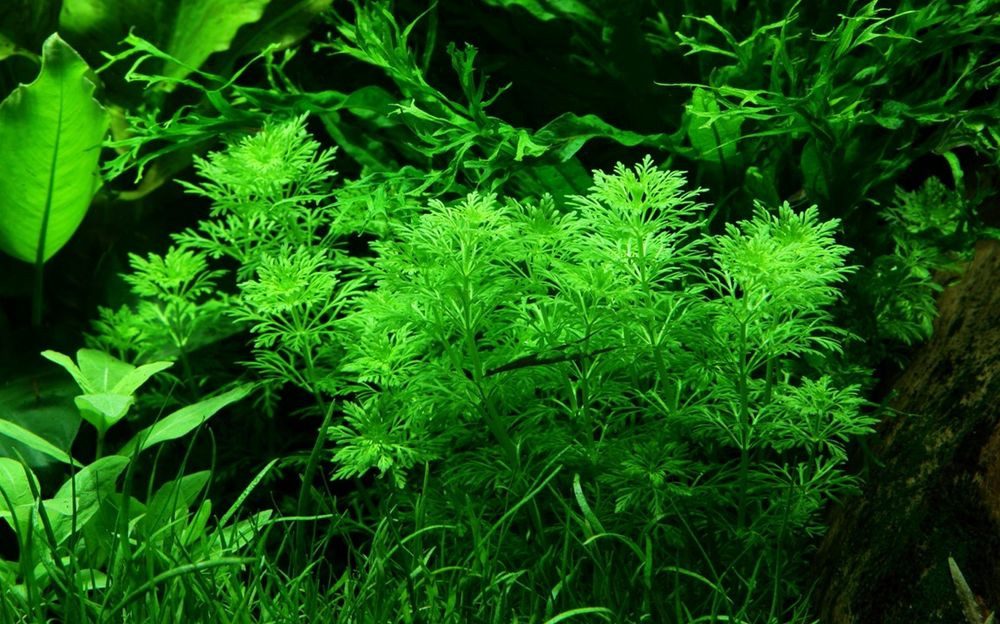 Aquaone Wasserpflanze Aquarium Pflanze Limnophila sessiliflora Nr.347