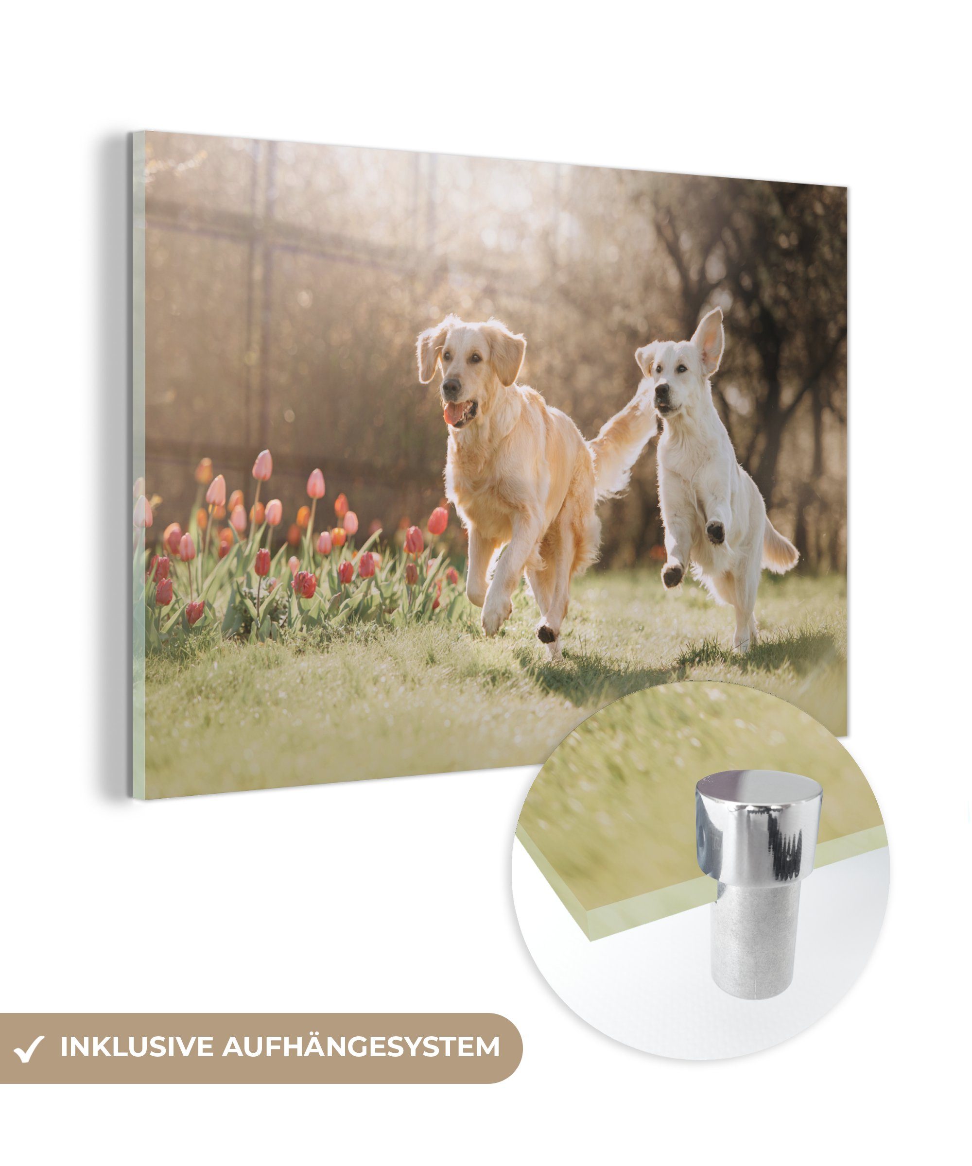MuchoWow Acrylglasbild Hunde - Sonne - Frühling, (1 St), Acrylglasbilder Wohnzimmer & Schlafzimmer