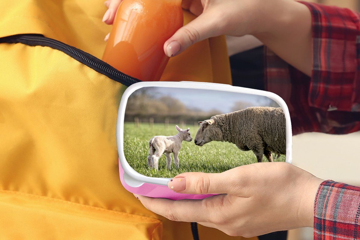 Kunststoff Snackbox, rosa Kunststoff, Erwachsene, für MuchoWow Lamm, - Lunchbox Kinder, Schafe Brotbox (2-tlg), Mädchen, Gras - Brotdose