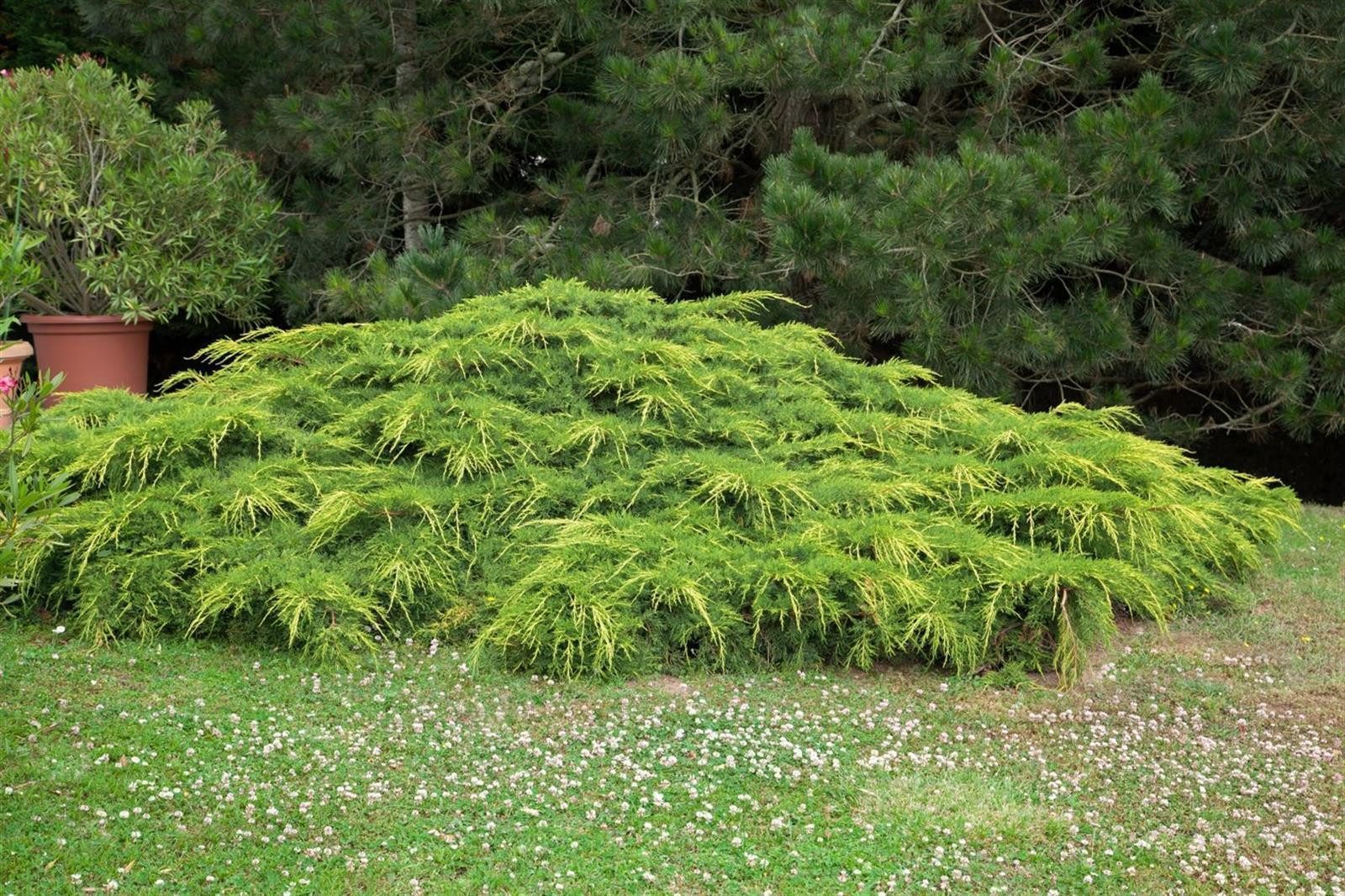 Pflanzen für Dich Konifere Juniperus media Pfitzeriana Aurea, 1 St., Chinesischer Wacholder, Pfitzer-Wacholder, goldgelb, ausladend
