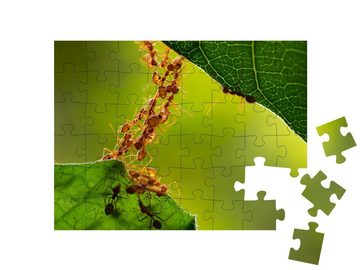 puzzleYOU Puzzle Ameisen-Aktion: Ameisen-Brücken-Einheitsteam, 48 Puzzleteile, puzzleYOU-Kollektionen Ameisen, Insekten & Kleintiere