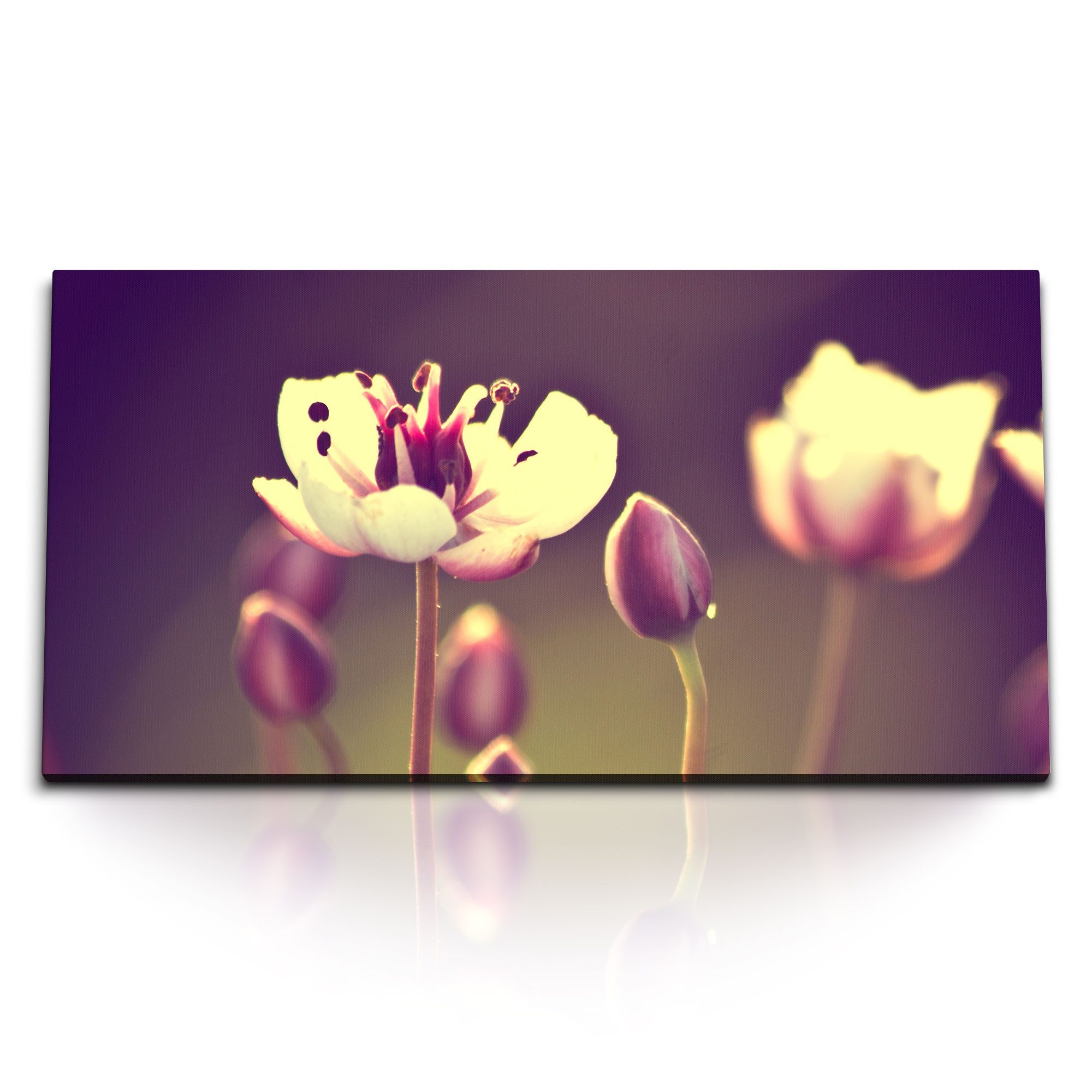 Leinwandbild Kunstdruck Bilder 120x60cm Weiße Blumen Blüten Sommer Sonnenuntergang