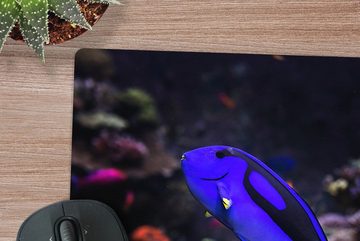 MuchoWow Gaming Mauspad Ein Picasso-Doktorfisch in einem Aquarium (1-St), Mousepad mit Rutschfester Unterseite, Gaming, 40x40 cm, XXL, Großes