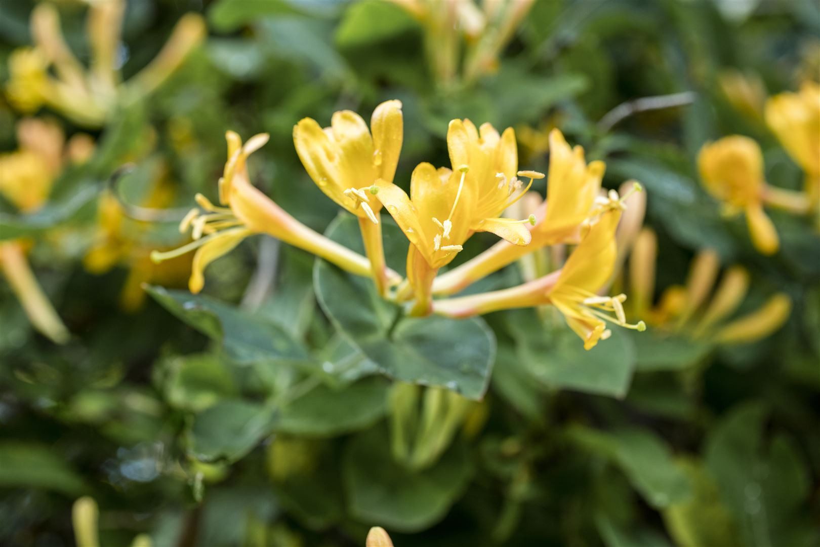 Pflanzen für Dich Kletterpflanze Lonicera heckrottii, 1 St., Heckrott-Geißblatt, Geißschlinge, zweifarbig, duftend