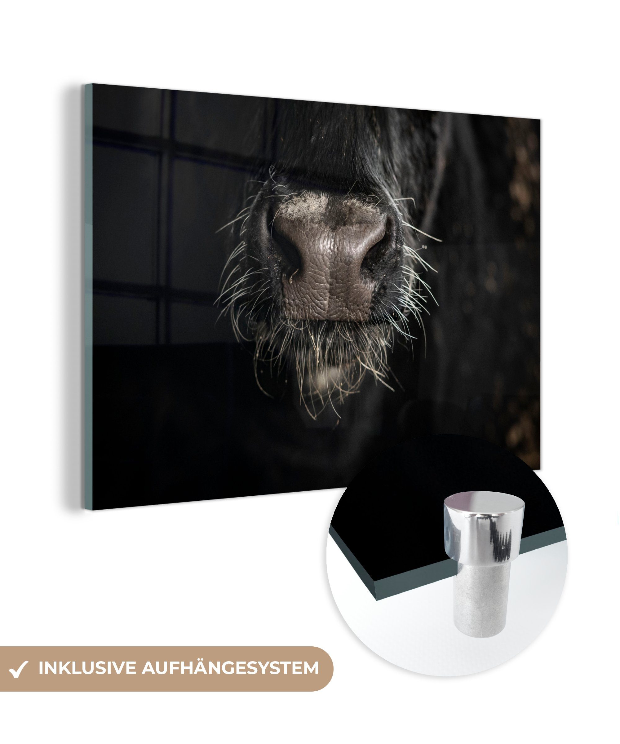 MuchoWow Acrylglasbild Kuh (1 Schwarz, Acrylglasbilder - Schlafzimmer Nase Wohnzimmer St), & 