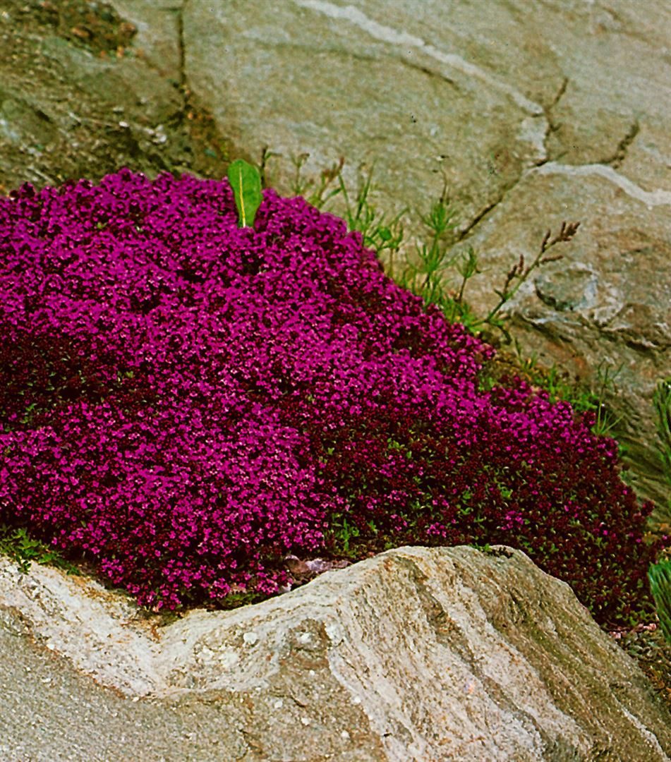 Pflanzen für Dich Bodendecker Thymus serpyllum 'Creeping Red', 1 St., Sand-Thymian, Feld-Thymian, Kriechender Thymian, kriechend, purpurrot – Bild 4 von 4