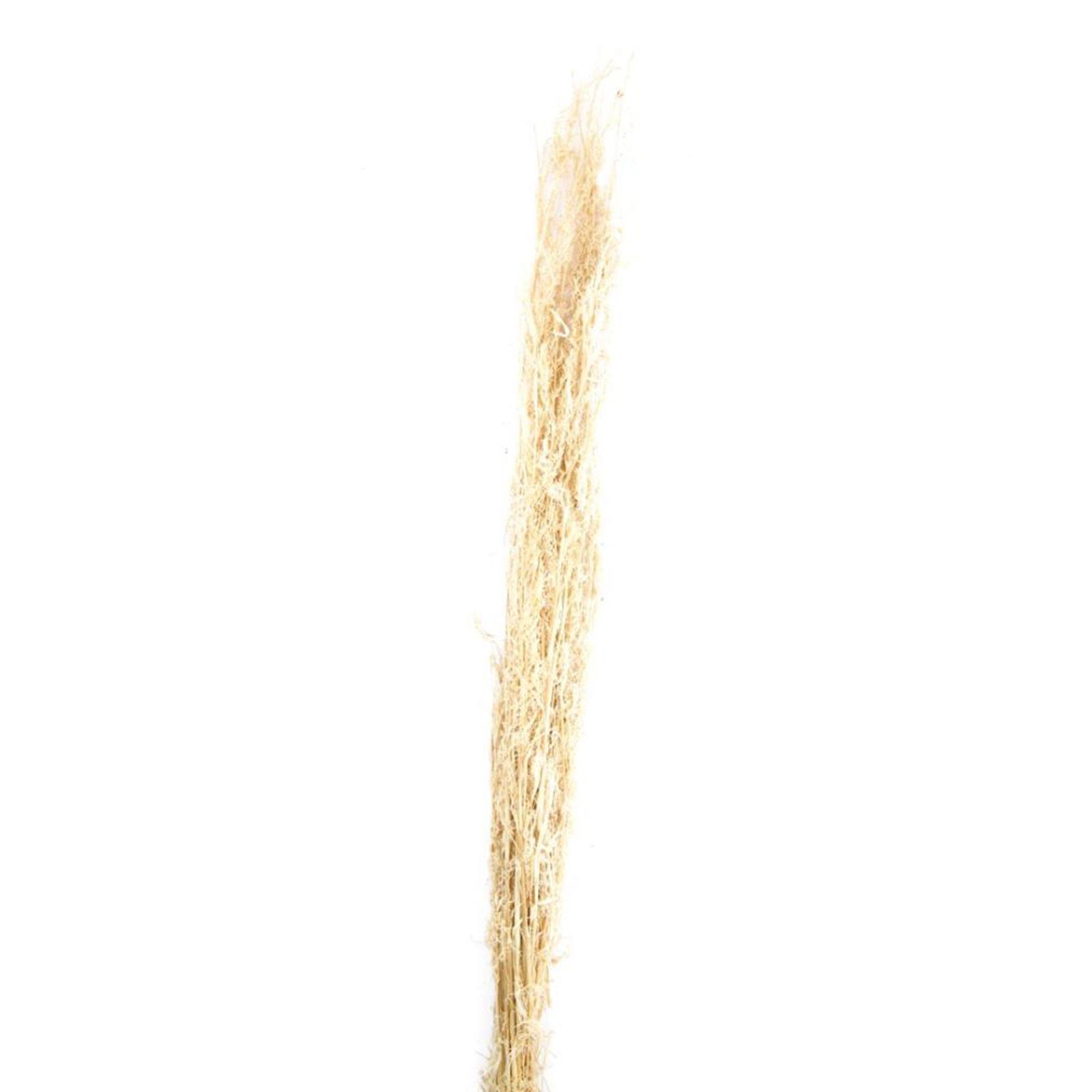 100 cm g, Alfonso Trockenblume natur - 100 perenne grass - - alfonso Lolium Gras DIJK -