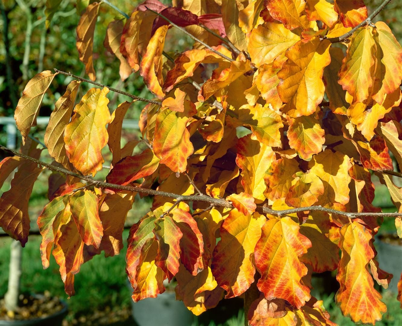 Pflanzen für Dich Baum Parrotia persica, 1 St., Eisenholzbaum, Persischer Eisenholzbaum, herbstfärbung, schirmförmig – Bild 4 von 5