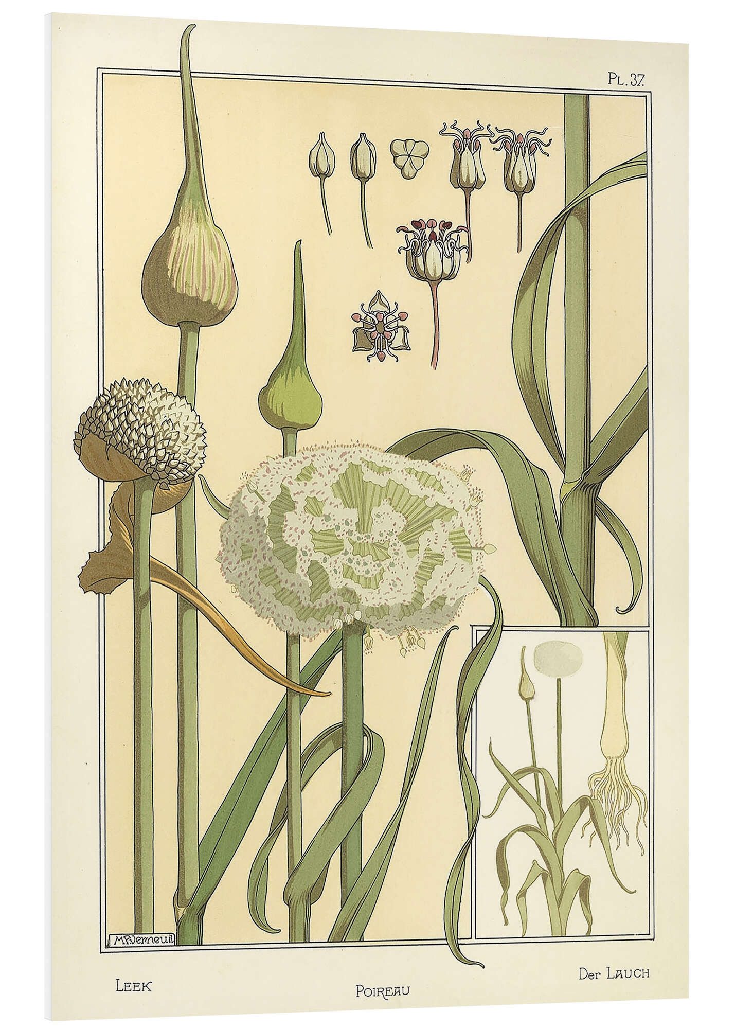 Wandbild Der Lauch