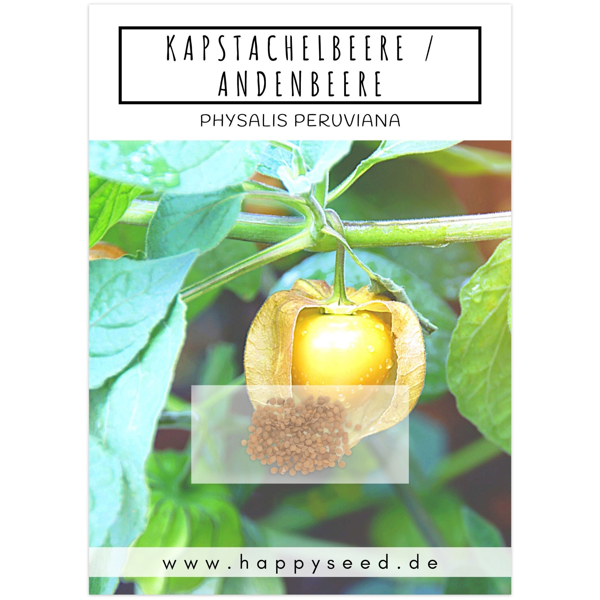 HappySeed Blumensamen Physalis / Kapstachelbeere Samen - Physalis peruviana, Obst