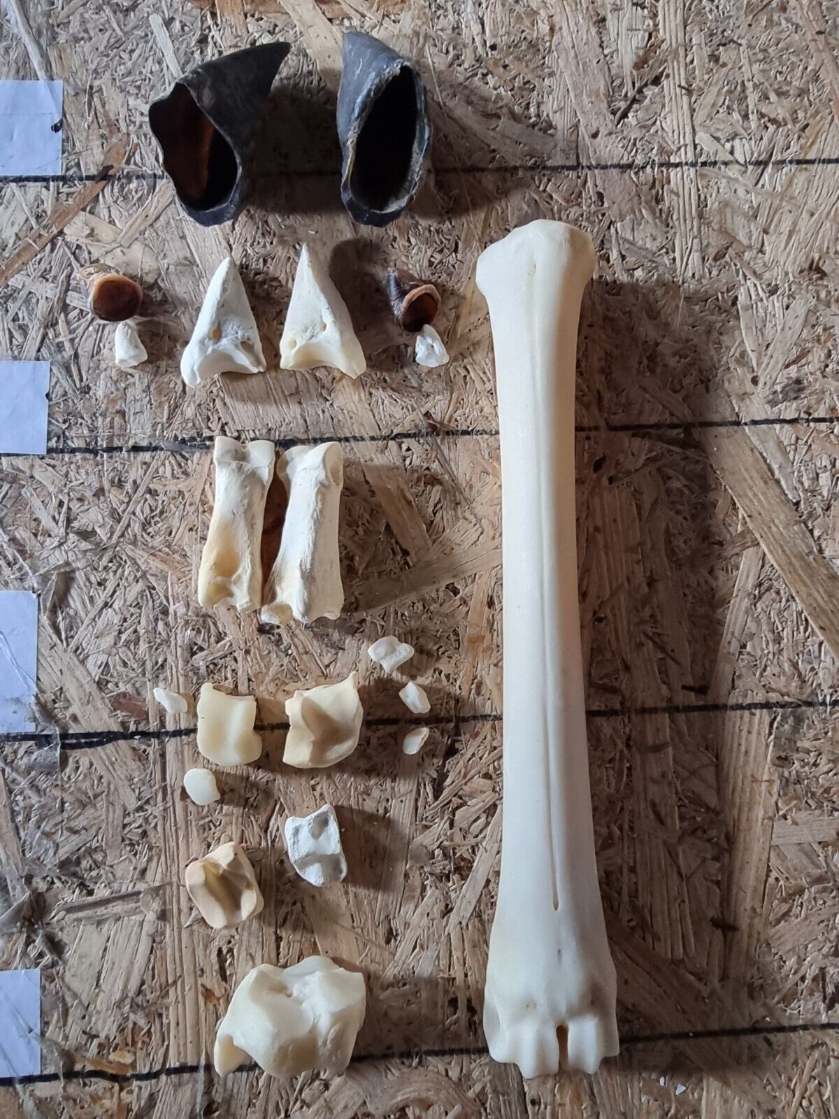 Bastelnaturmaterial Hirsch Kuh untere Beinknochen Knochen Hufe vom Hirsch Präpariert
