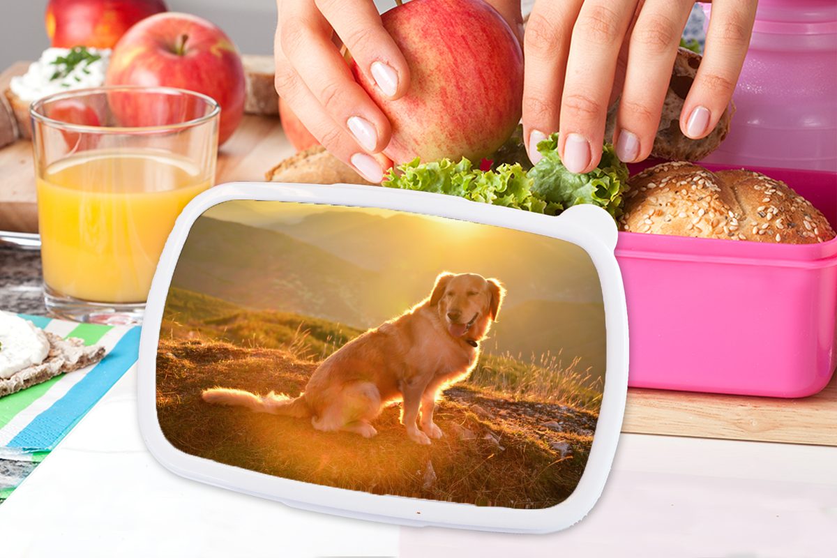 Brotbox glänzen Kunststoff Snackbox, (2-tlg), Golden Retriever, über Erwachsene, rosa Kunststoff, Mädchen, MuchoWow Sonnenstrahlen Kinder, Brotdose für einem Lunchbox