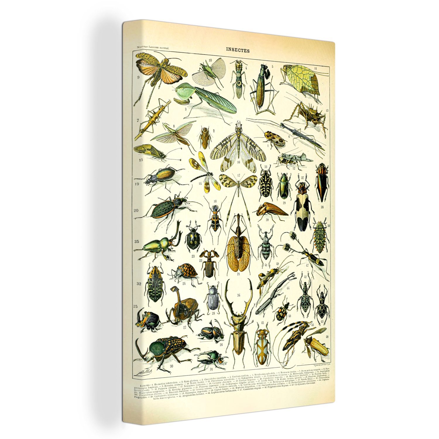 OneMillionCanvasses® Leinwandbild Insekten - Tiere - Gestaltung, (1 St), Leinwandbild fertig bespannt inkl. Zackenaufhänger, Gemälde, 20x30 cm