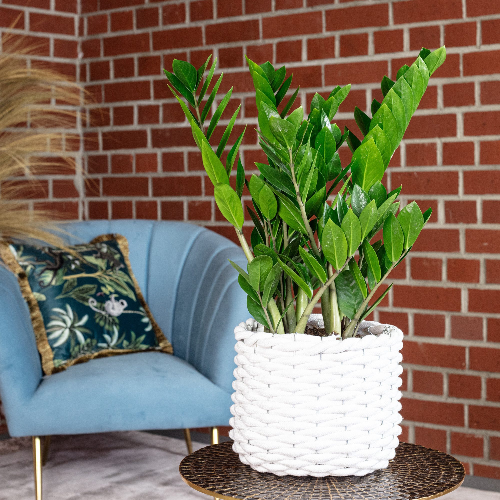 Flowerbox Zimmerpflanze Glücksfeder - Zamioculcas zamiifolia, pflegeleicht - Höhe ca. 55 cm, Topf-Ø 17 cm