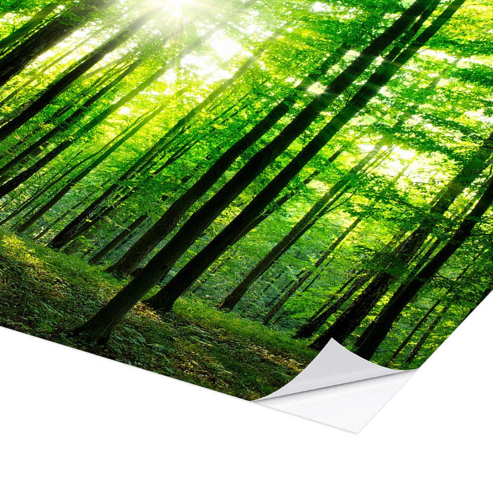 Posterlounge Wandbild Sonnenlicht im grünen Wald, Frühling, Editors Choice, erhältlich als Poster, Leinwandbild, Wandsticker oder Acrylglasbild
