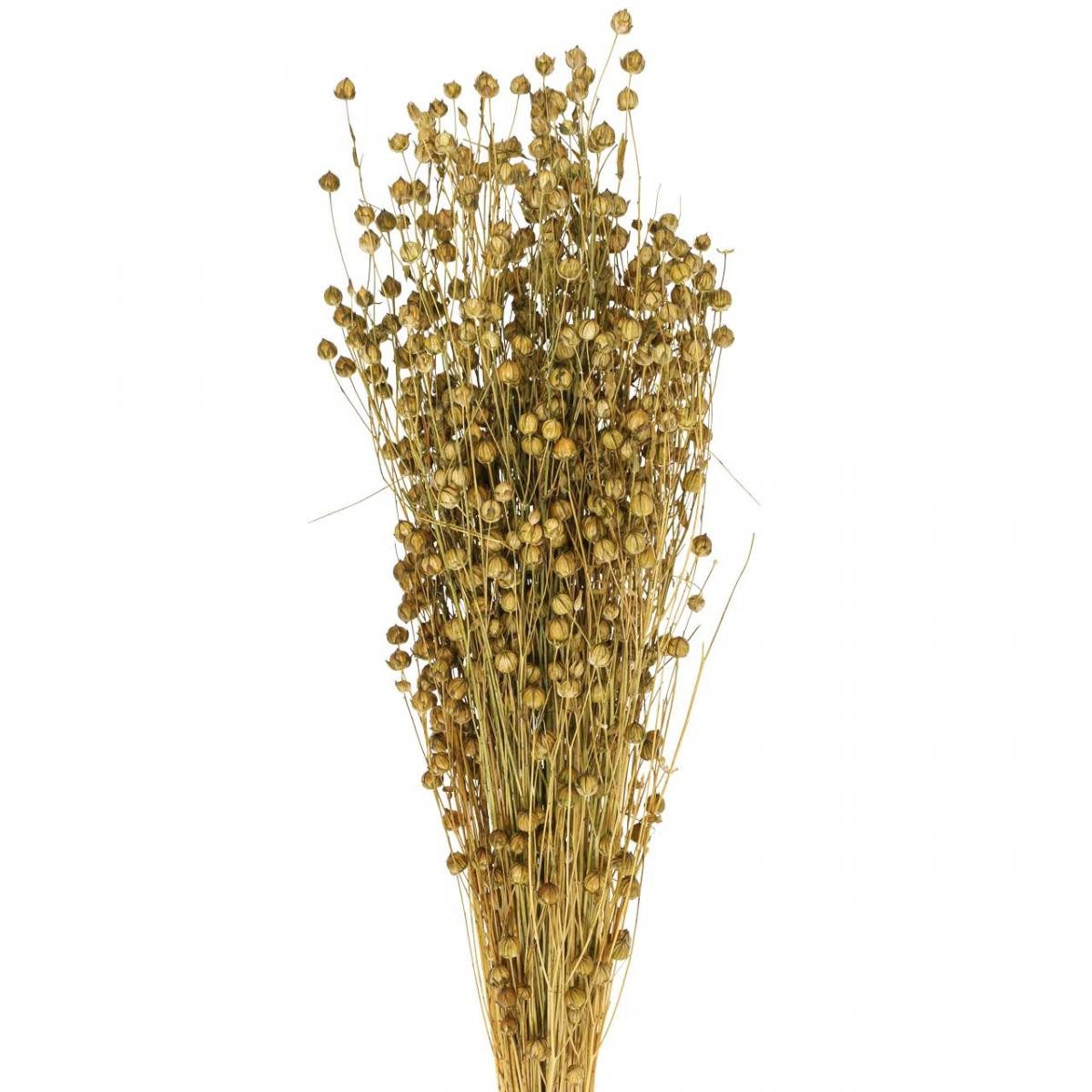 Trockenblume Trockengras Flachs Olivgrün 50-55cm 80g Deko Boho-Style, Viana, Höhe 11 cm