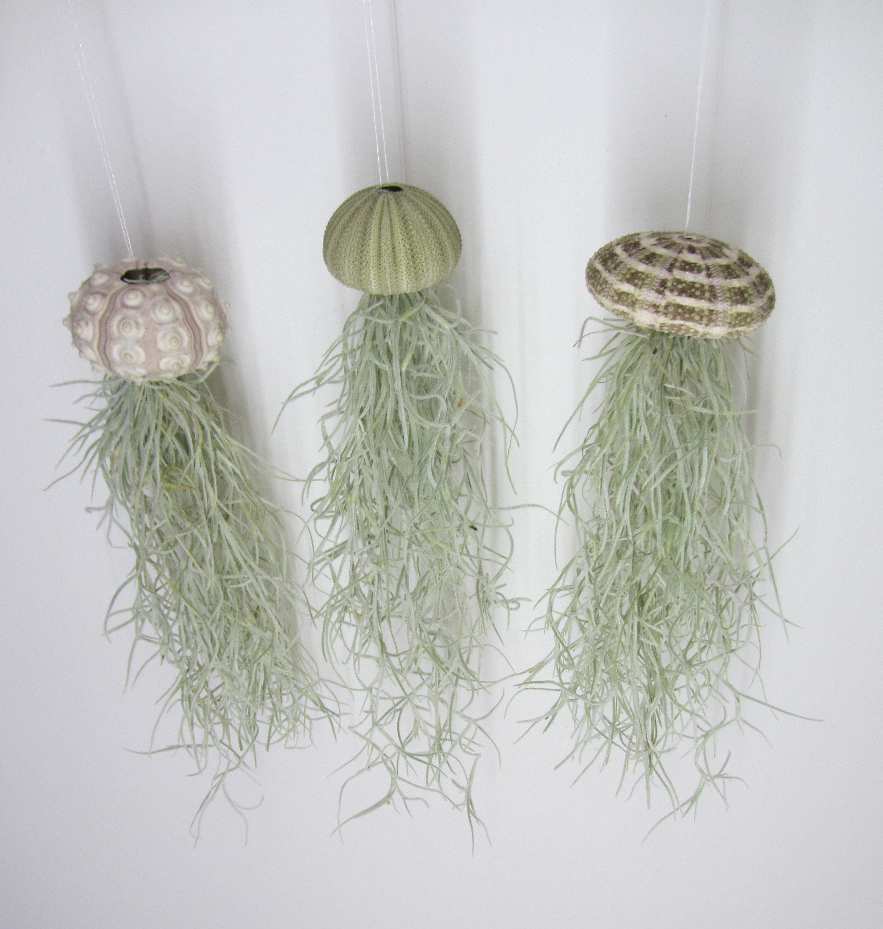meinvipshop Hängedekoration 3er Set Seeigelgehäuse mit Tillandsia Spanisch Moos (3 St)