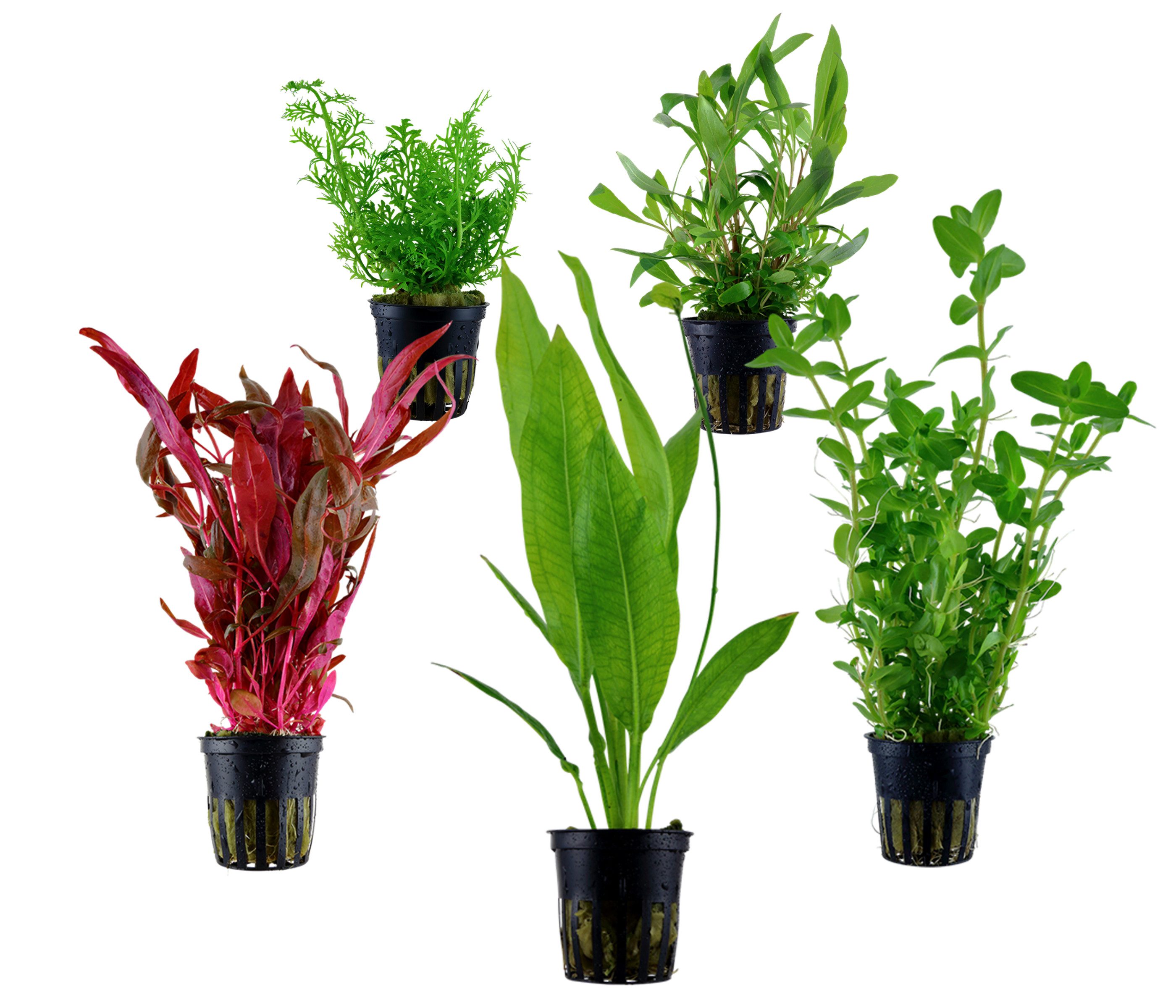 Dehner Wasserpflanze Aquarienpflanzen Set, 5-teilig, Hintergrund 207, je ca. 10-20 cm, robuste Wasserpflanzen für Süßwasser Aquarien