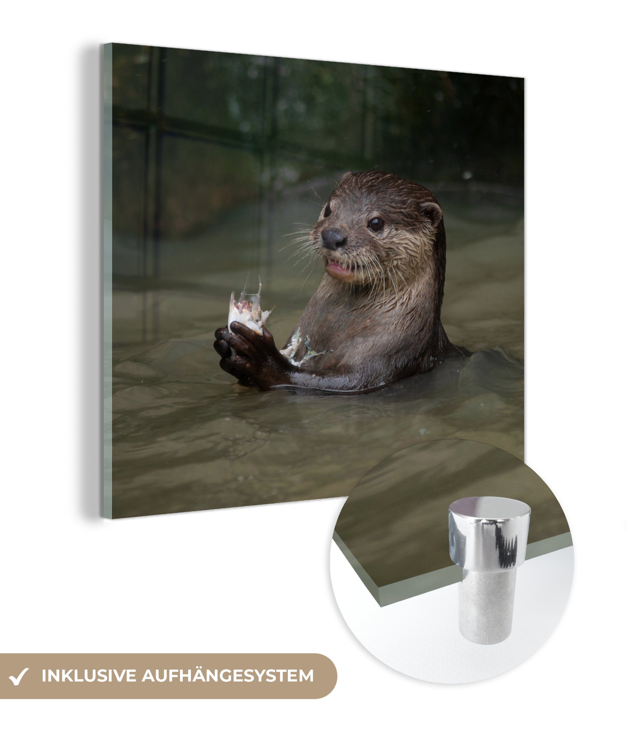 MuchoWow Acrylglasbild Otter mit Futter im Wasser, (1 St), Glasbilder - Bilder auf Glas Wandbild - Foto auf Glas - Wanddekoration
