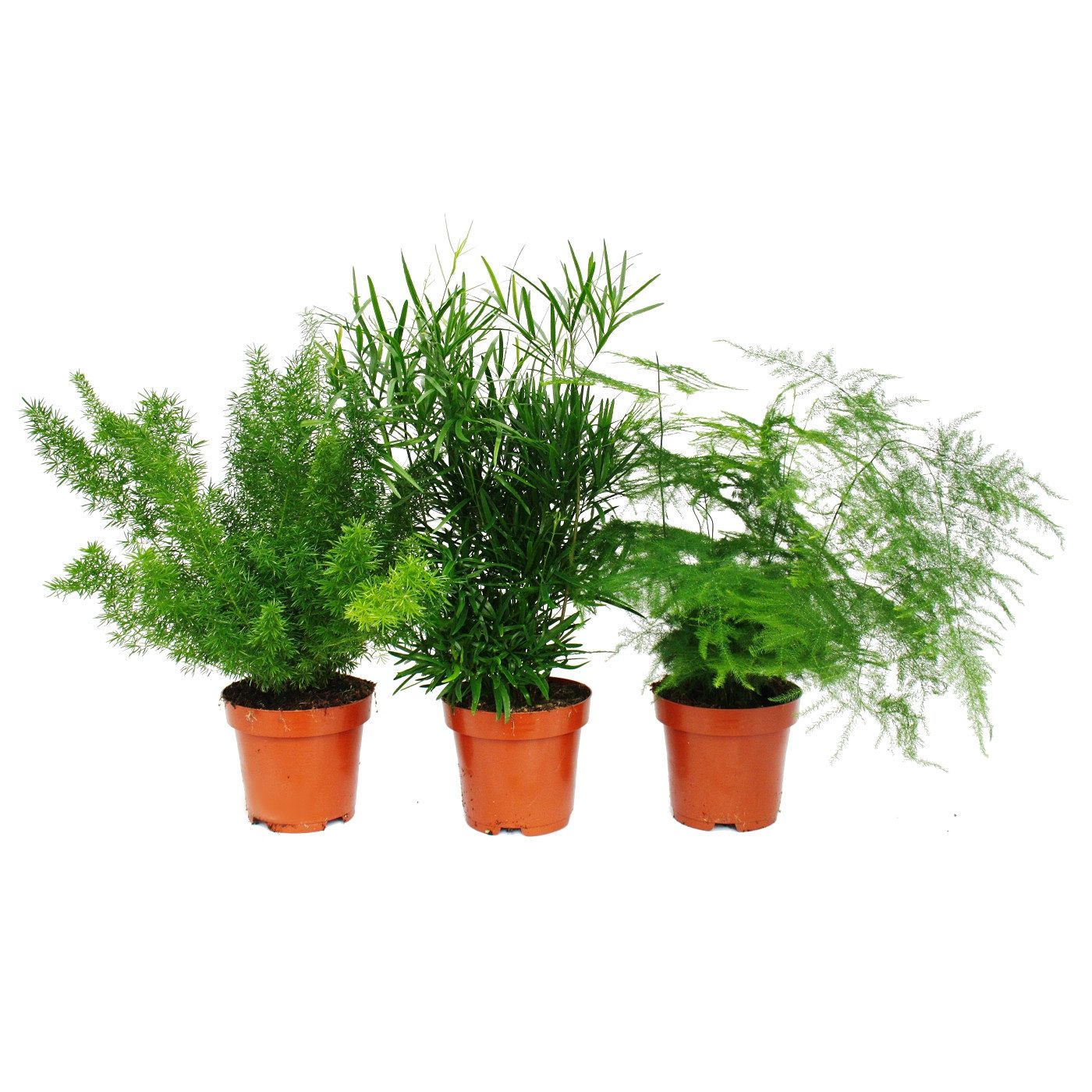 Exotenherz Zimmerpflanze Zierspargel - 3er Set - 3 verschiedene Asparagus Pflanzen