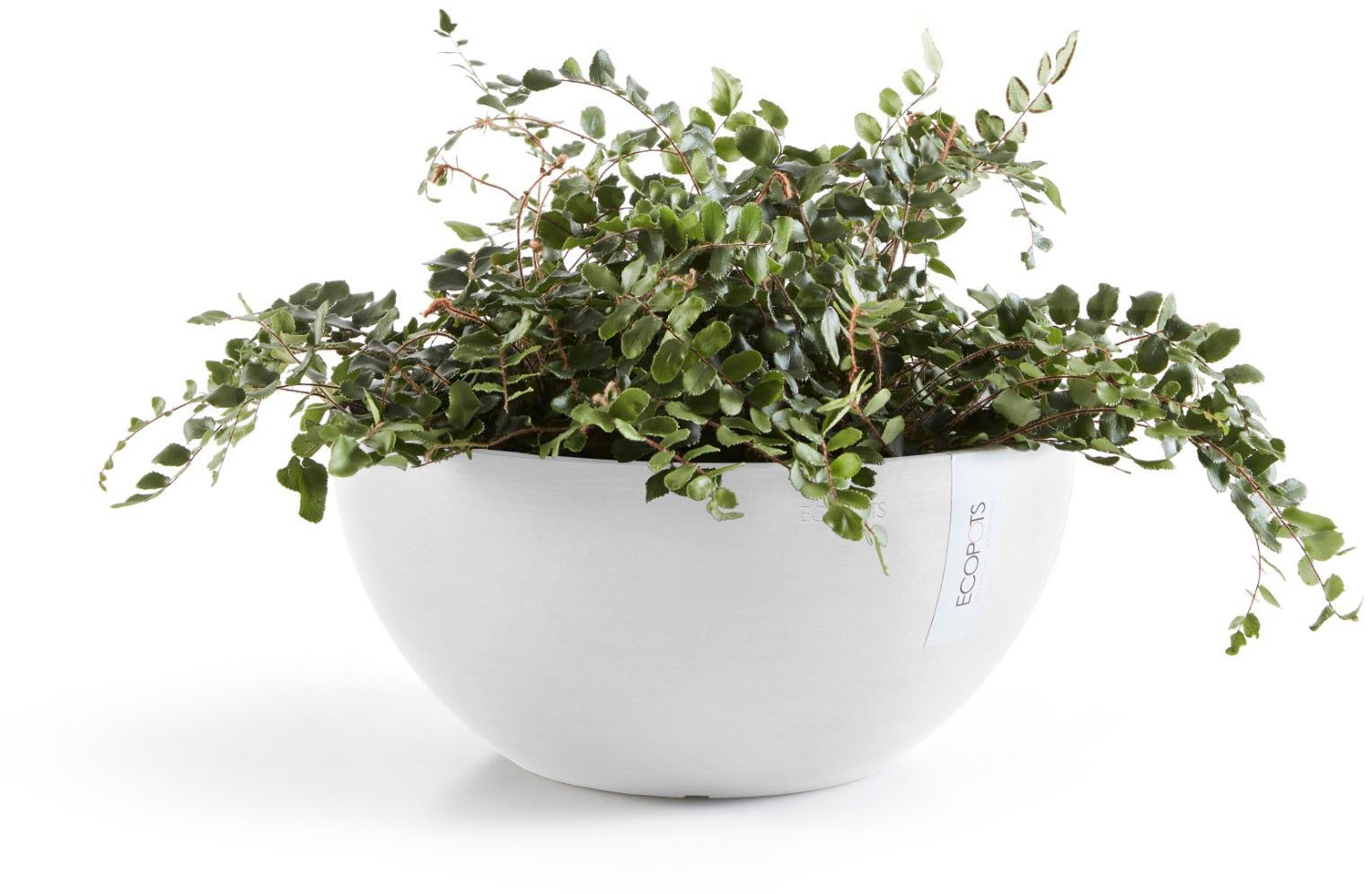 ECOPOTS Blumentopf Brussels 35 Weiß, für innen und außen: frostsicher, bruc günstig online kaufen