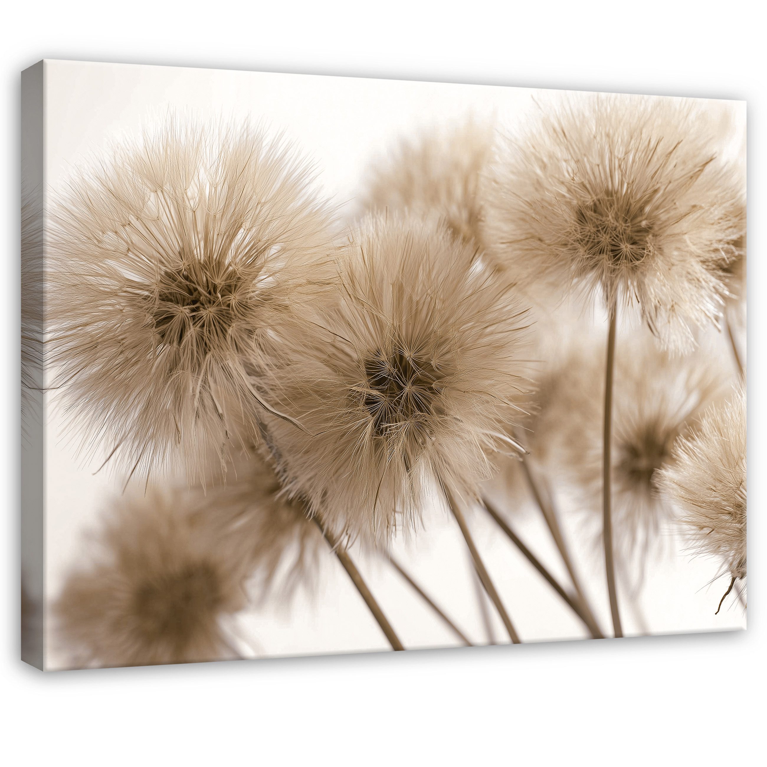 Leinwandbild Pusteblumen Blumen - Beige - Modern - Schlafzimmer