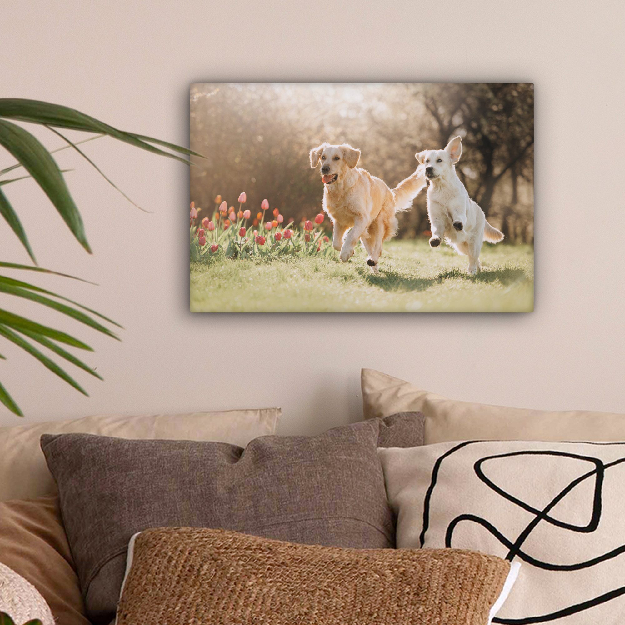 OneMillionCanvasses® Leinwandbild Hunde - Sonne - günstig online kaufen