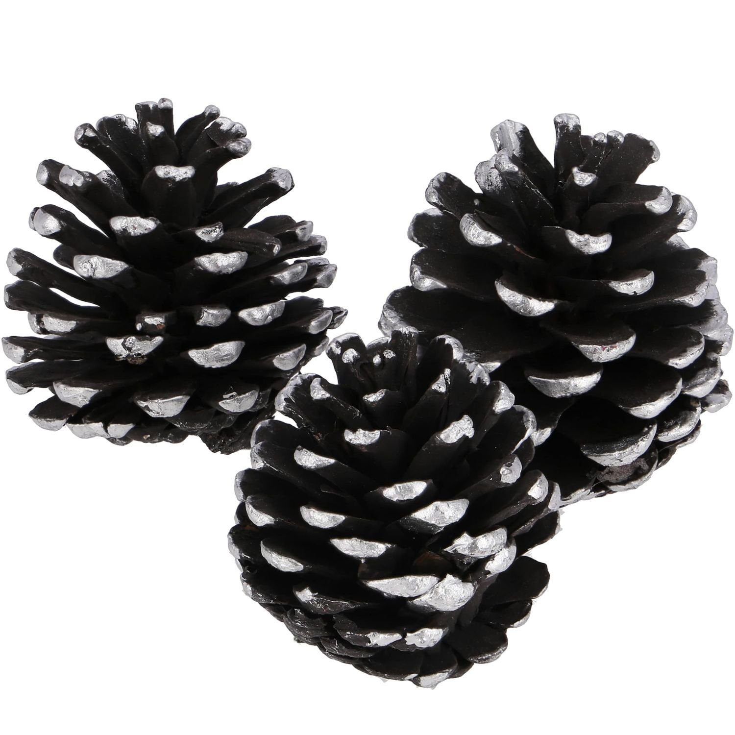 30 Vosteen schwarz-silber, Stück Kiefernzapfen Trockenblume - - "Tipped"