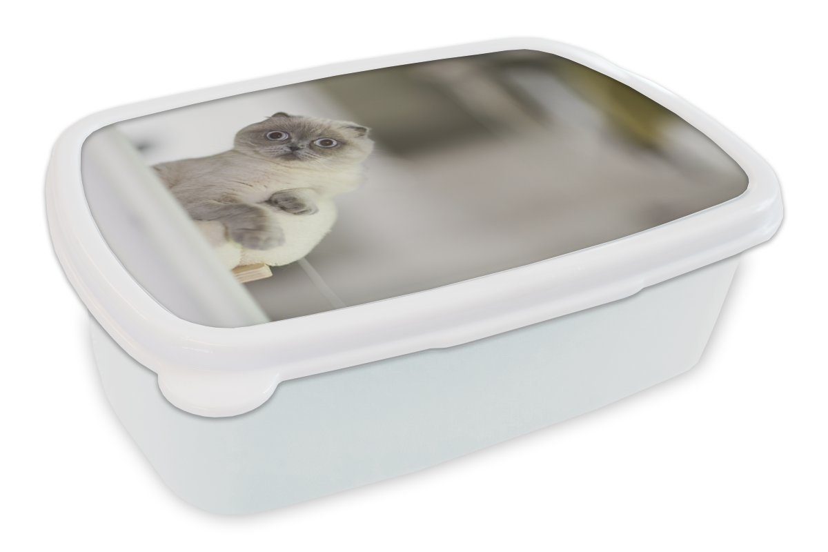 MuchoWow Lunchbox Katze - Tier - Wohnzimmer, Kunststoff, (2-tlg), Brotbox für Kinder und Erwachsene, Brotdose, für Jungs und Mädchen weiß