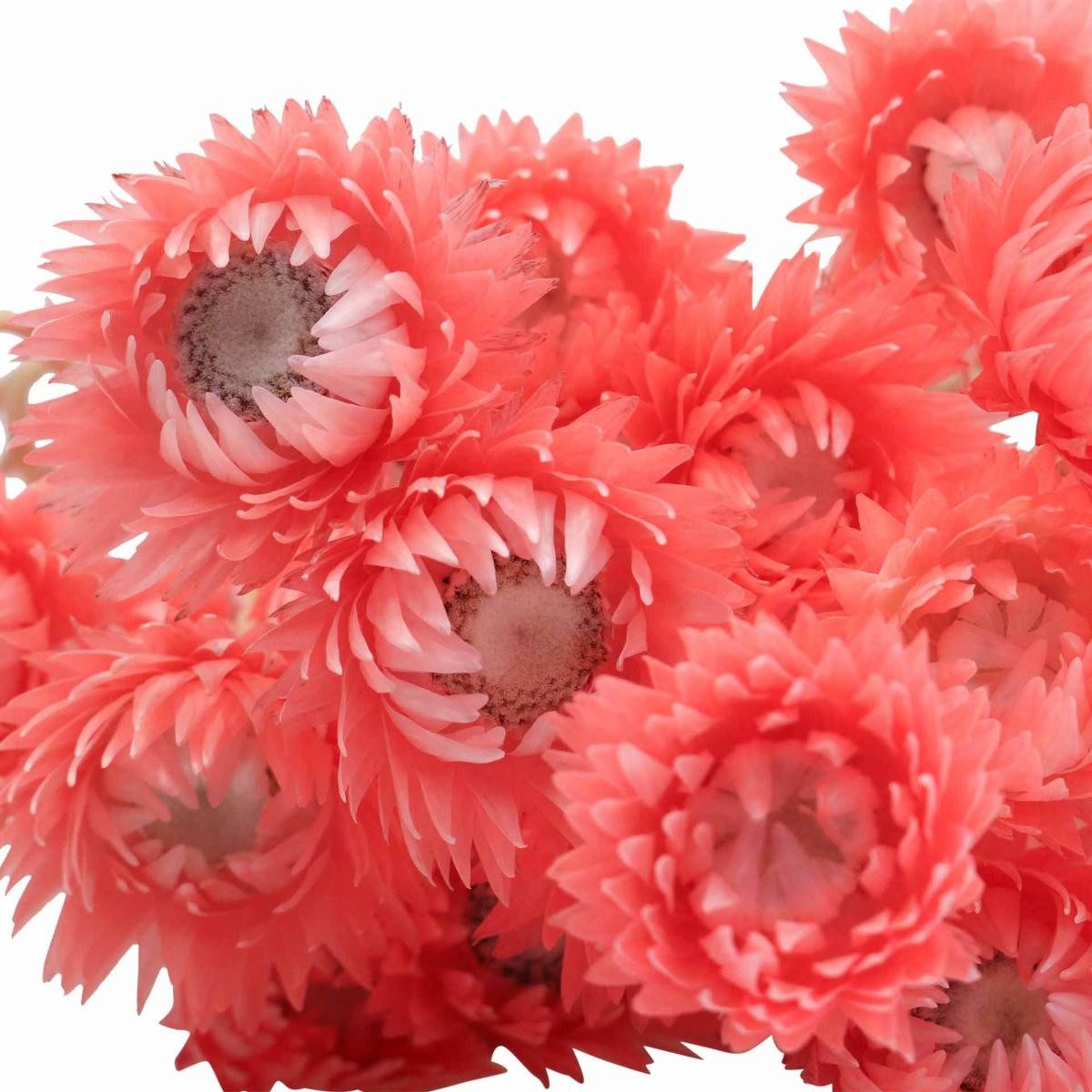 Trockenblume Trockenblumen Capblumen Lachs Strohblumen Deko günstig online kaufen