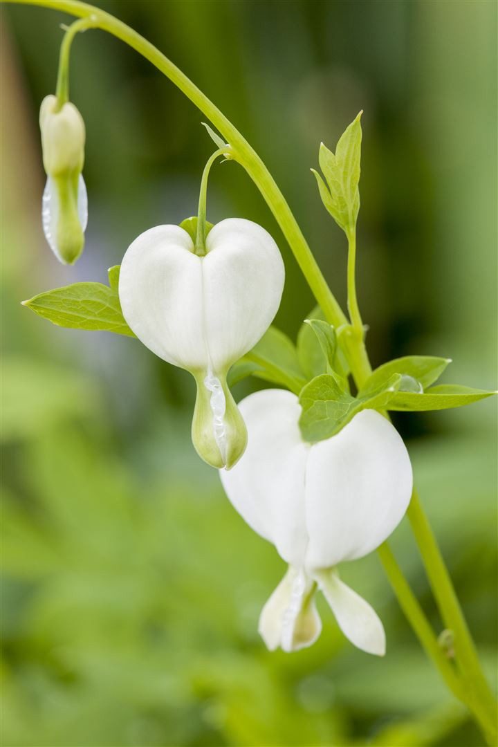Pflanzen für Dich Staude Dicentra spectabilis Alba, 1 St., Tränendes Herz, Weißes Tränendes Herz