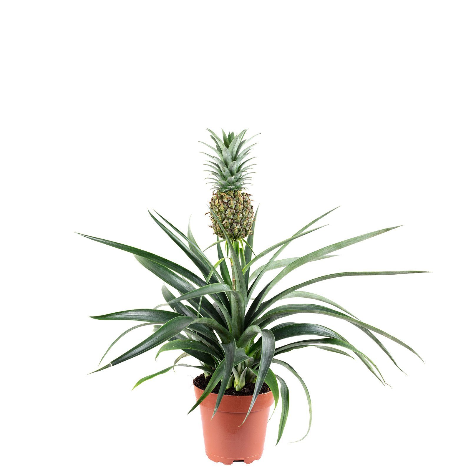Flowerbox Zimmerpflanze Ananas (mit Frucht) - Ananas Corona, - Höhe ca. 45 cm, Topf-Ø 12 cm