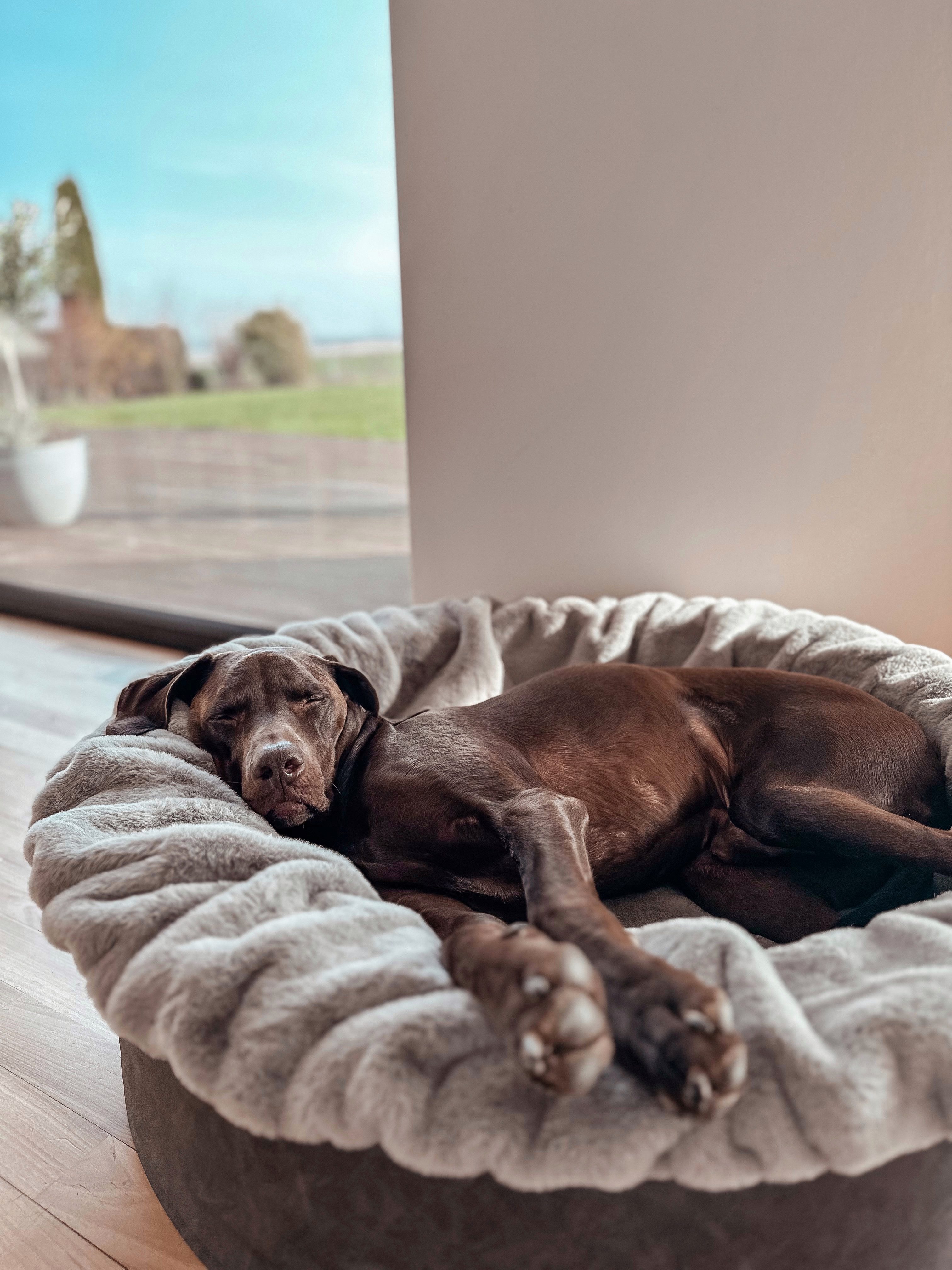 Dogspring by MAUL Hundekorb Buddelnest Hundebett günstig online kaufen